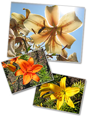 Объявления НИУ «БелГУ» «день лилий»