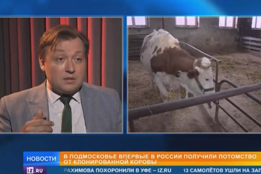 События НИУ «БелГУ» учёный ниу «белгу» прокомментировал рождение телёнка от клонированной коровы