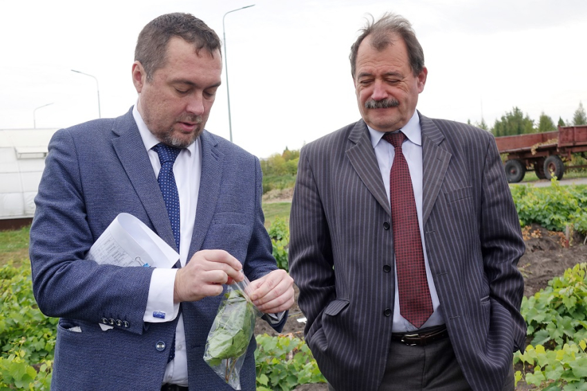 События НИУ «БелГУ» курчатовский геномный центр выполнит паспортизацию белгородского винограда