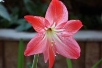 В зимнем саду НИУ «БелГУ» расцвели гиппеаструмы