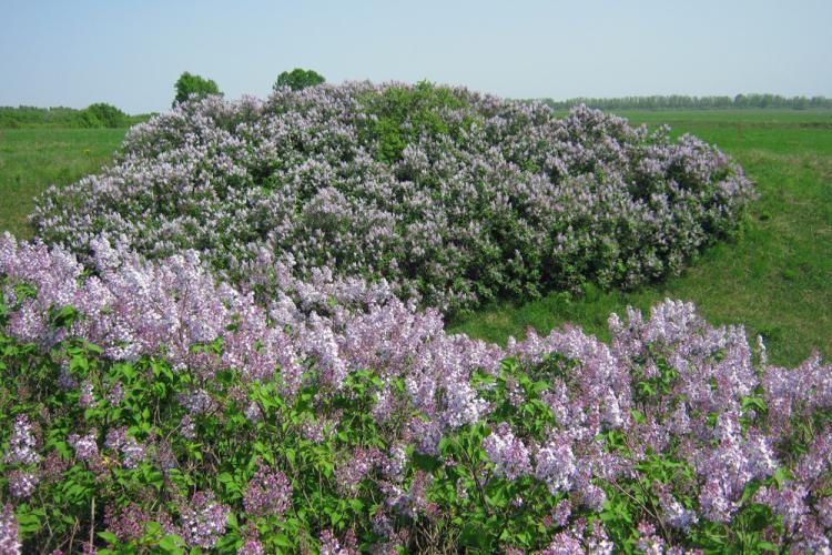 События НИУ «БелГУ» дореволюционные дворянские усадьбы белгородской области - резерв для сирингария