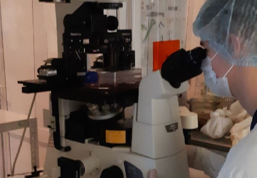 События НИУ «БелГУ» учёные ниу «белгу» запатентовали состав бессывороточной питательной среды для культивирования стволовых клеток 

