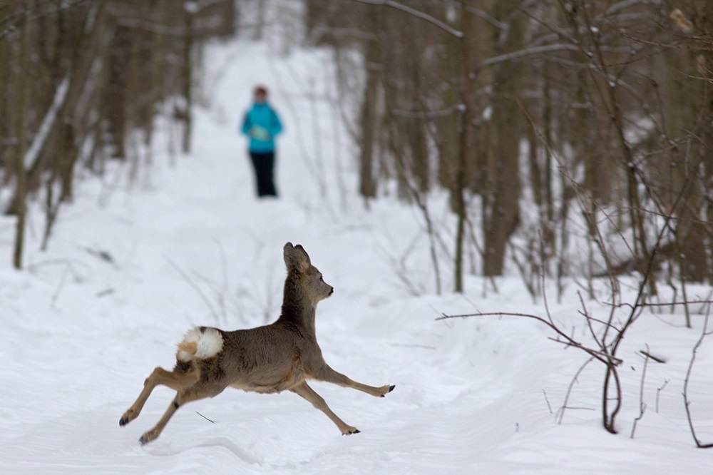 Волонтёры-биологи НИУ «БелГУ» приняли участие в подсчёте копытных животных