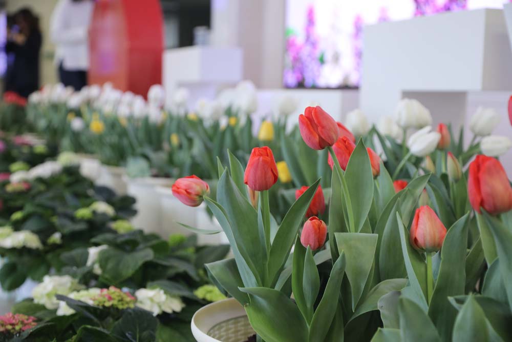 В Белгородском госуниверситете зацвели тюльпаны