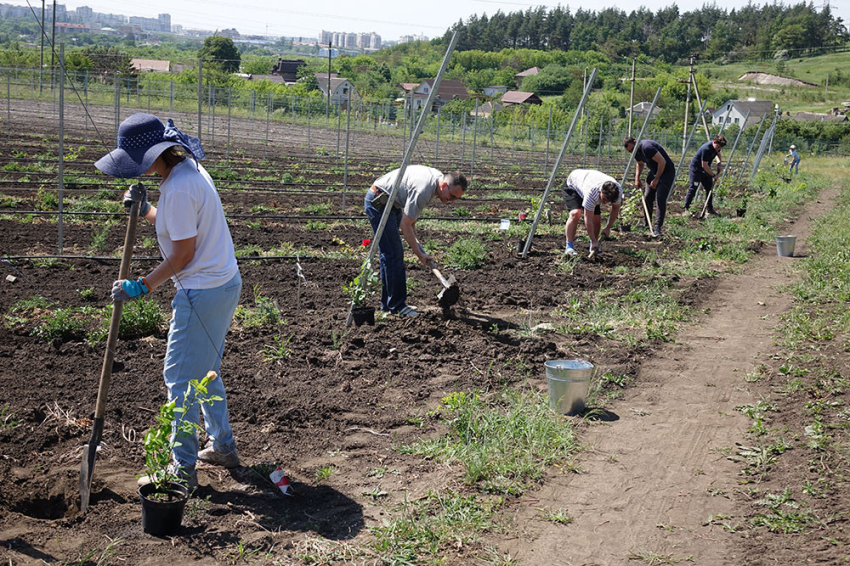 События НИУ «БелГУ» чайная роза станет биоиндикатором на винограднике в ботсаду ниу «белгу» 