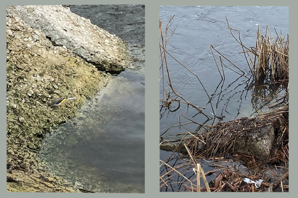 События НИУ «БелГУ» учёные ниу «белгу» обнаружили в белгороде нетипичный для черноземья  вид птиц