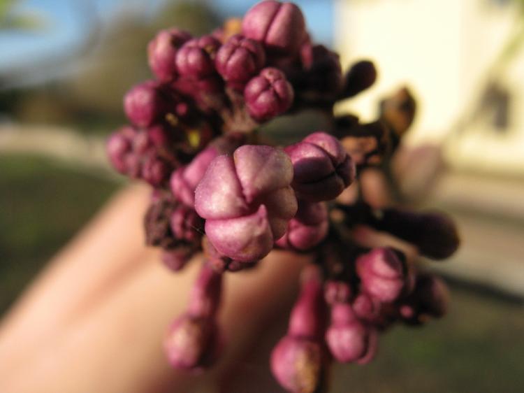 События НИУ «БелГУ» в ботаническом саду ниу «белгу» зацвела сирень