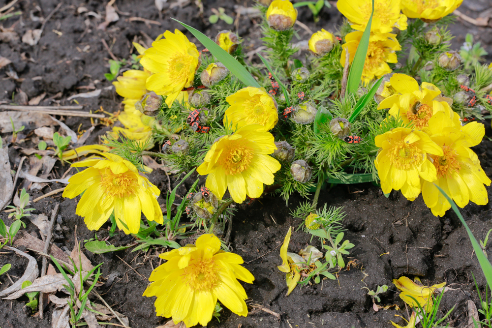 Краснокнижные первоцветы зацвели в ботаническом саду НИУ «БелГУ»