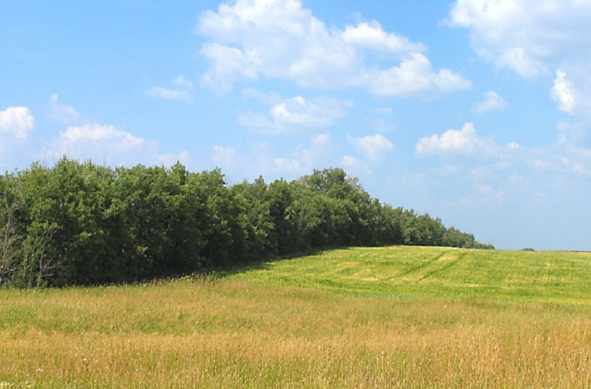 События НИУ «БелГУ» половина защитных лесонасаждений белгородской области нуждается в капитальной реконструкции 

