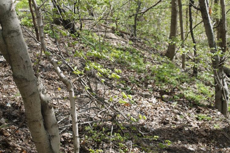 События НИУ «БелГУ» предложен новый способ распознавания нарушенности лесных экосистем