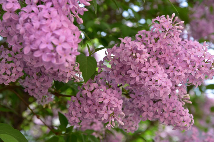 Объявления НИУ «БелГУ» конкурс «белгородская сирень»
