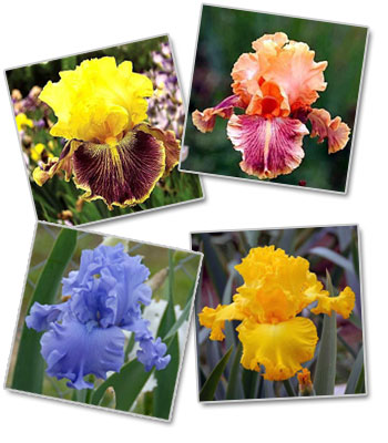 Объявления НИУ «БелГУ» различные сорта ирисов