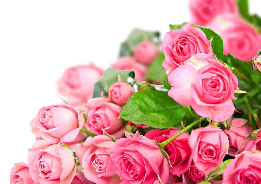 Поздравления НИУ «БелГУ» Коллектив НИУ «БелГУ» поздравляет с юбилеем Елену Анатольевну Огневу