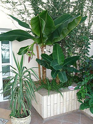 События НИУ «БелГУ» даже банан зацвел!