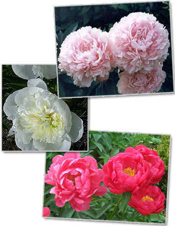 Объявления НИУ «БелГУ» «день пиона»