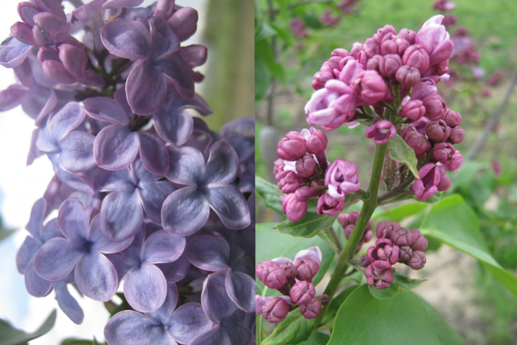 События НИУ «БелГУ» новые сорта сирени селекции ботсада ниу «белгу» включены в международный реестр 