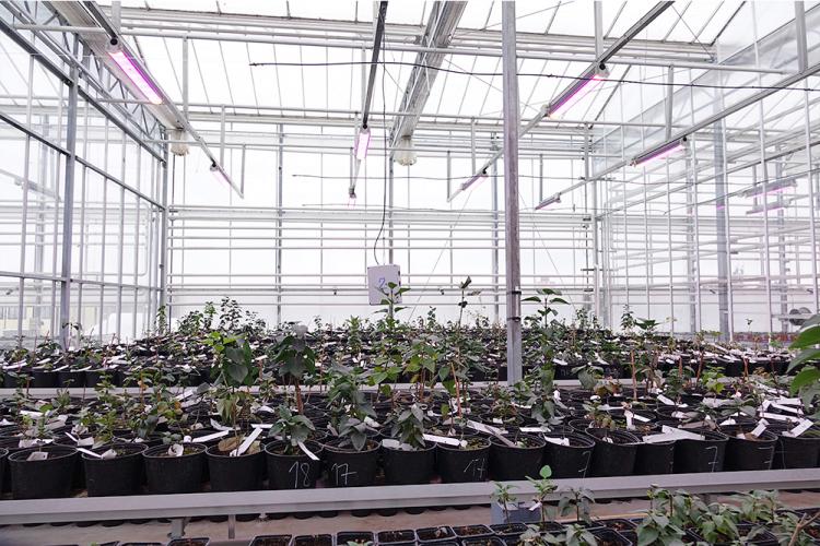 События НИУ «БелГУ» в питомнике ботанического сада ниу «белгу» появились 5 тысяч саженцев сирени