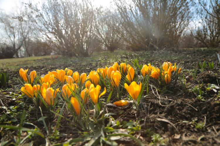 События НИУ «БелГУ» первые весенние цветы