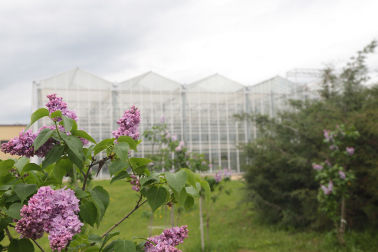 События НИУ «БелГУ» сегодня международный день сирени 