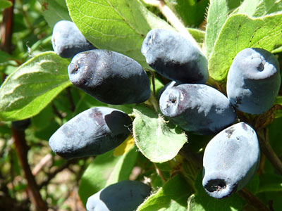 Объявления НИУ «БелГУ» «день жимолости»