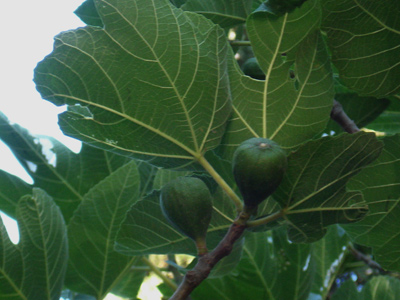 События НИУ «БелГУ» о нем говорится в библии