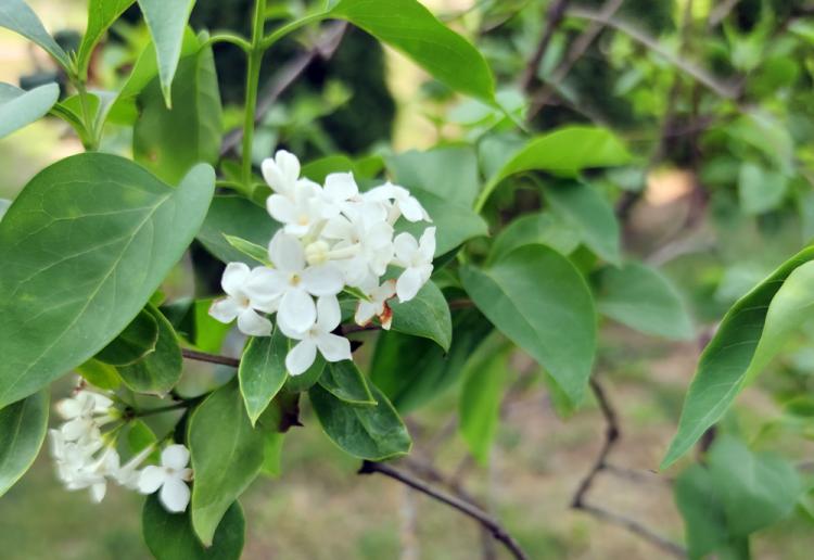 События НИУ «БелГУ» в ботаническом саду ниу «белгу» ко дню рождения вуза зацвела сирень