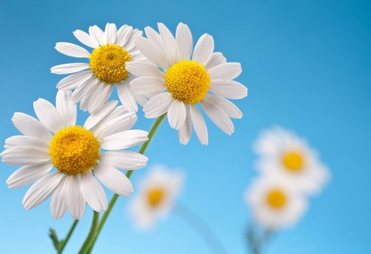 С Днём семьи, любви и верности!