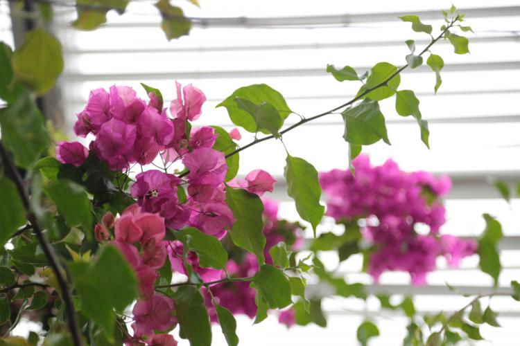 События НИУ «БелГУ» южные растения - в зимнем саду ниу «белгу»