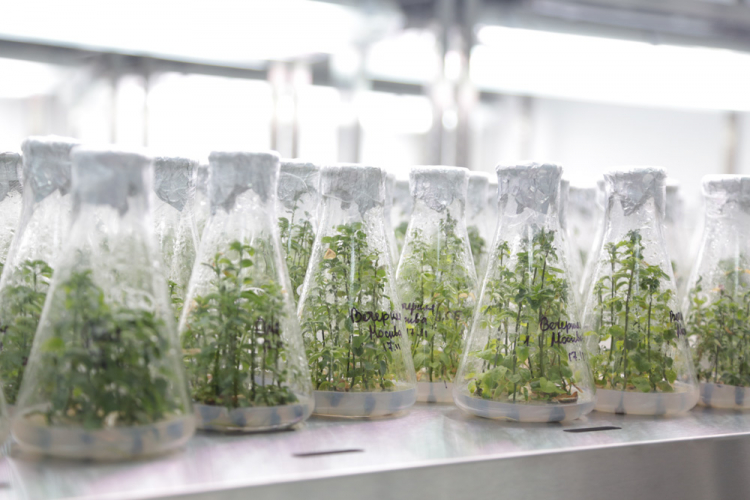 События НИУ «БелГУ» искусственный спутник доставит белгородскую сирень в открытый космос