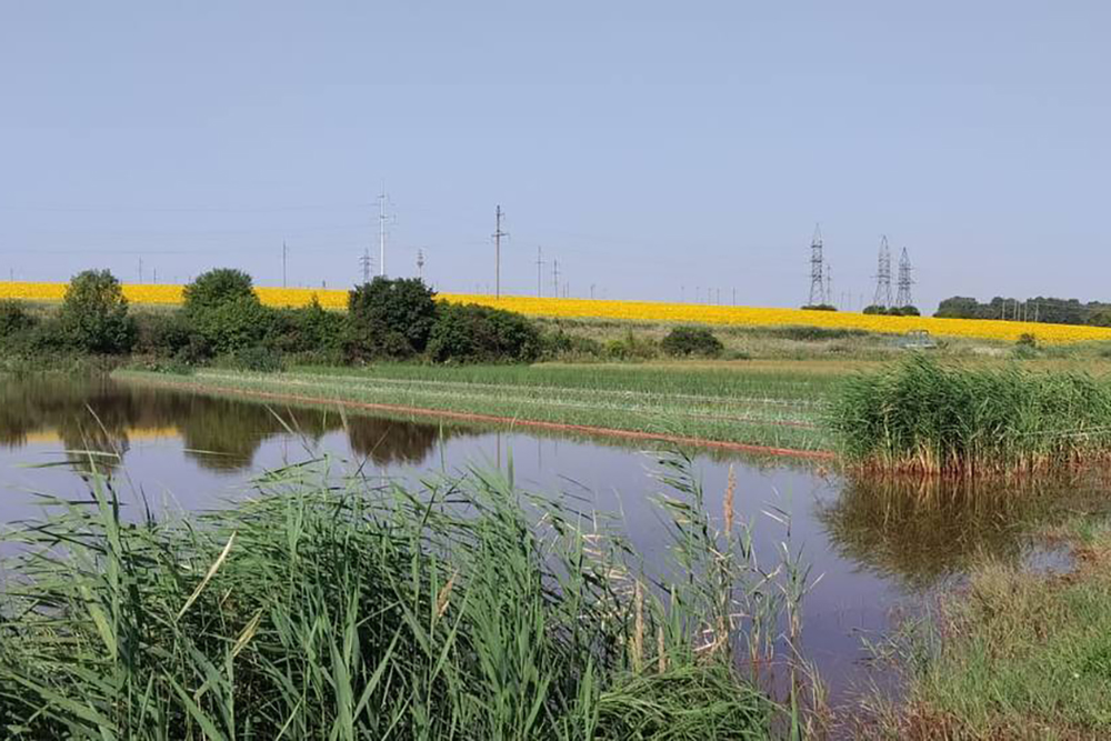 Яковлевский ГОК в сотрудничестве с НИУ «БелГУ» работает над совершенствованием системы фитоочистки