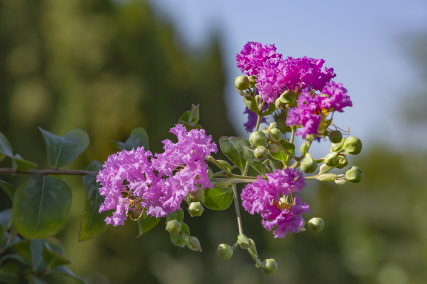 События НИУ «БелГУ» в ботаническом саду расцвела «индийская сирень» 
