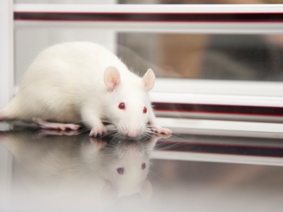 События НИУ «БелГУ» опытным путём