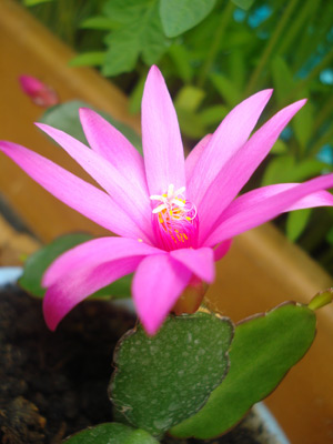 События НИУ «БелГУ» «декабрист» зацвел к рождеству