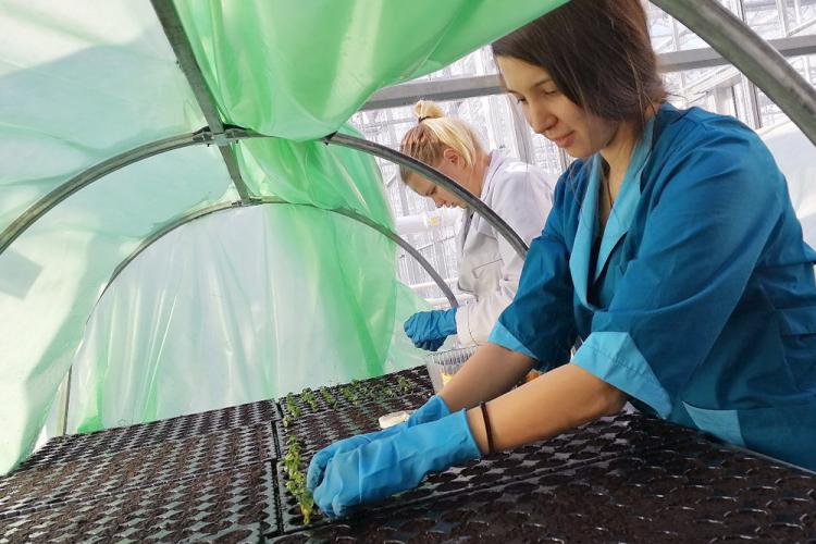 События НИУ «БелГУ» учёные ниу «белгу» разрабатывают способы сохранения редких и исчезающих растений 