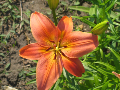 События НИУ «БелГУ» лилиевый шлейф