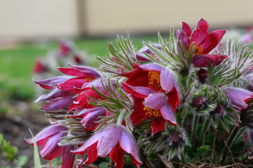 События НИУ «БелГУ» краснокнижные первоцветы зацвели в ботаническом саду ниу «белгу» 