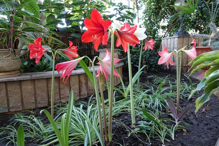 События НИУ «БелГУ» в зимнем саду ниу «белгу» расцвели гиппеаструмы