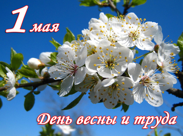 Поздравления НИУ «БелГУ» С праздником Весны и Труда!