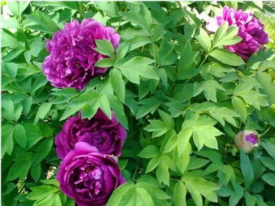 События НИУ «БелГУ» тайна аленького цветочка 