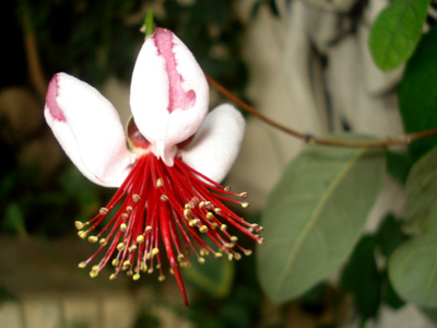 События НИУ «БелГУ» hедолговечная красота