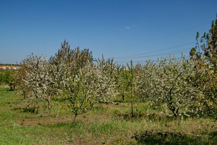 События НИУ «БелГУ» в ботаническом саду ниу «белгу» зацвели краснокнижные растения