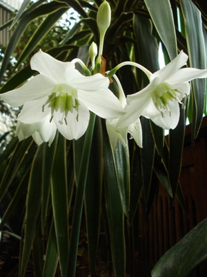 События НИУ «БелГУ» в зимнем саду зацвёл эухарис