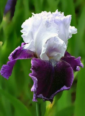 Объявления НИУ «БелГУ» «день ириса»