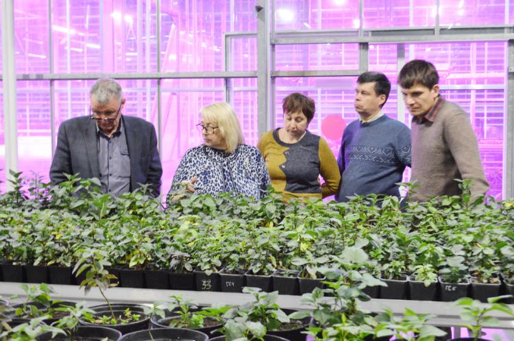 События НИУ «БелГУ» ниу «белгу» продолжает селекцию новых сортов сирени