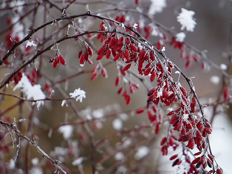 Объявления НИУ «БелГУ» однодневные школы-семинары садовода-огородника