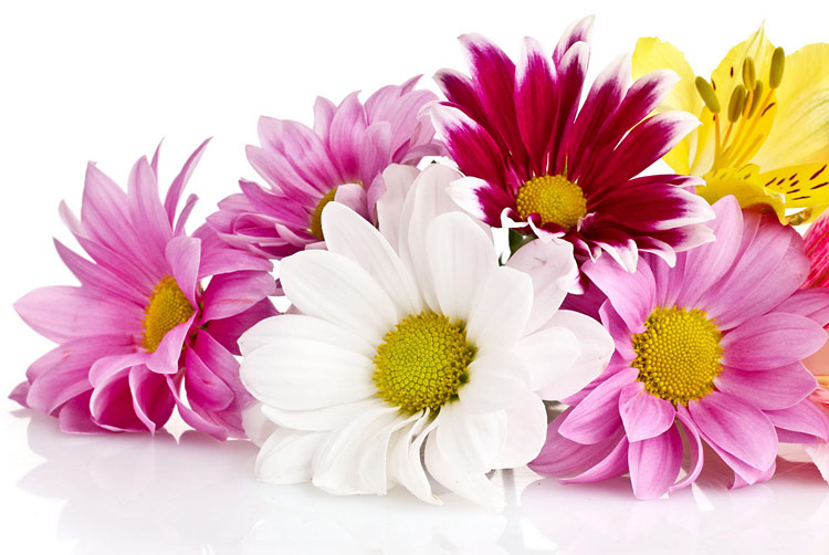 Поздравления НИУ «БелГУ» Коллектив НИУ «БелГУ» поздравляет с юбилеем Веру Владимировну Демичеву