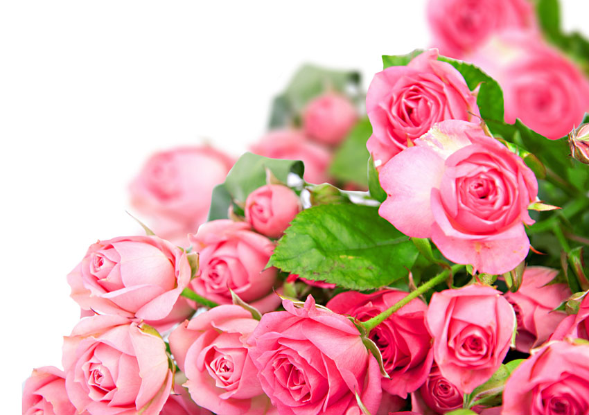 Поздравления НИУ «БелГУ» Коллектив НИУ «БелГУ» поздравляет с юбилеем Светлану Александровну  Дребезгову