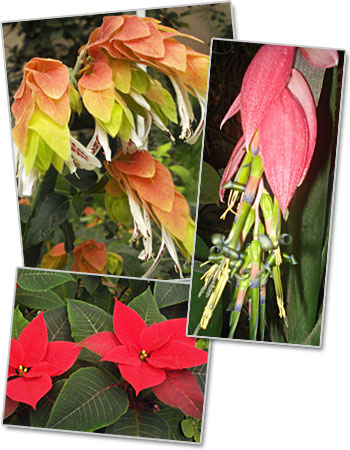 Объявления НИУ «БелГУ» «зимняя красота»