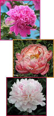 Объявления НИУ «БелГУ» «день пиона»