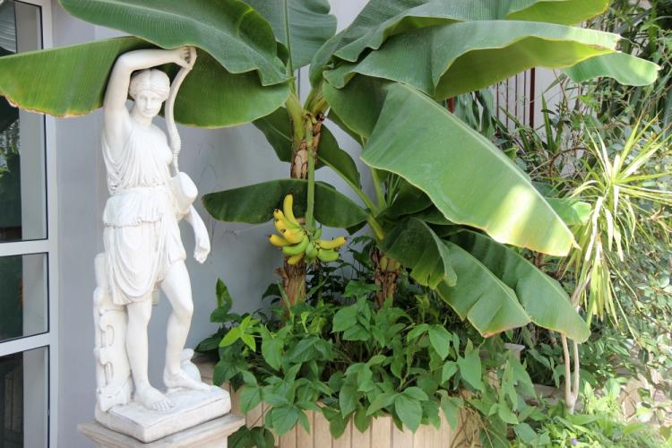 События НИУ «БелГУ» в зимнем саду белгородского госуниверситета собирают урожай бананов